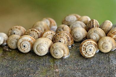 《人类一败涂地》Switch国行首发创佳绩 登顶e商店排行榜首